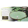 我的第一本植物知识大全 商品缩略图4