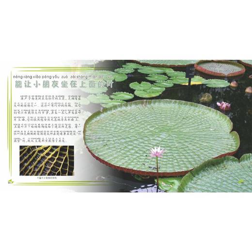 我的第一本植物知识大全 商品图4