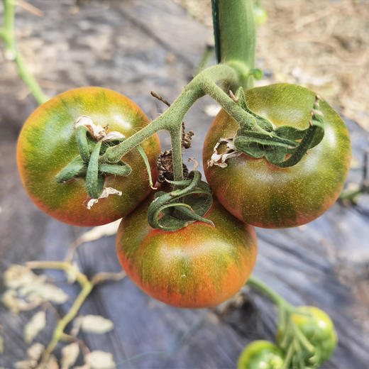 绿腚草莓水果小番茄4.8斤 商品图11