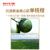 【社群专享】澜沧古茶2022年茶妈妈小青柑陈皮普洱茶熟茶罐装250g*2(不参与店铺买送满送) 商品缩略图5
