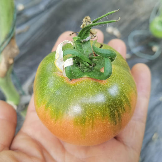 绿腚草莓水果小番茄4.8斤 商品图6