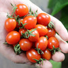 农家玲珑小番茄  个头小巧 酸甜可口 圣女果  1斤 商品缩略图1