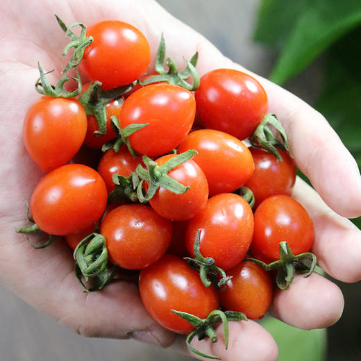 农家玲珑小番茄  个头小巧 酸甜可口 圣女果  1斤 商品图1
