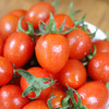 农家玲珑小番茄  个头小巧 酸甜可口 圣女果  1斤 商品缩略图3