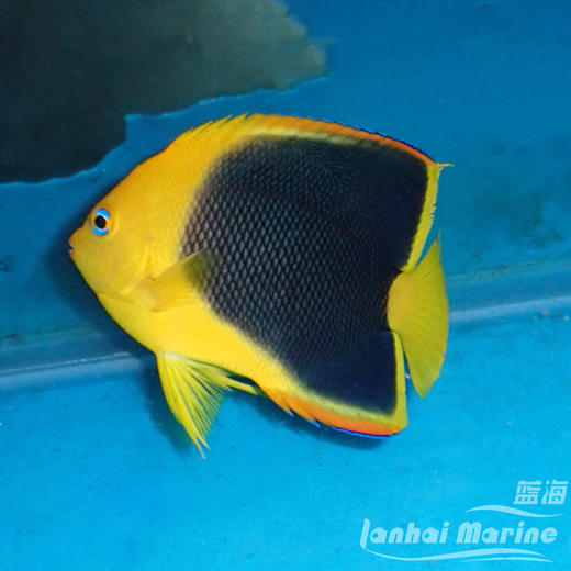 美国石美人 商品图5