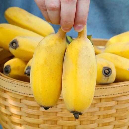 广西苹果蕉 粉蕉 非小米蕉  新鲜采摘 香甜软糯 商品图1