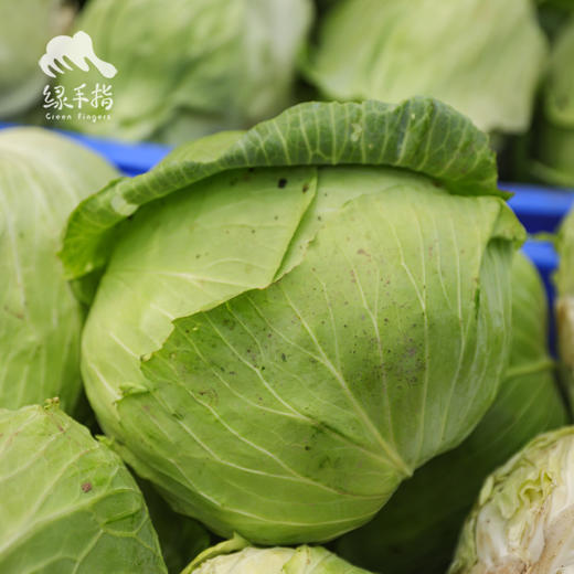 生态包菜 | 绿家自产*ecological cabbage | Self-production 商品图3