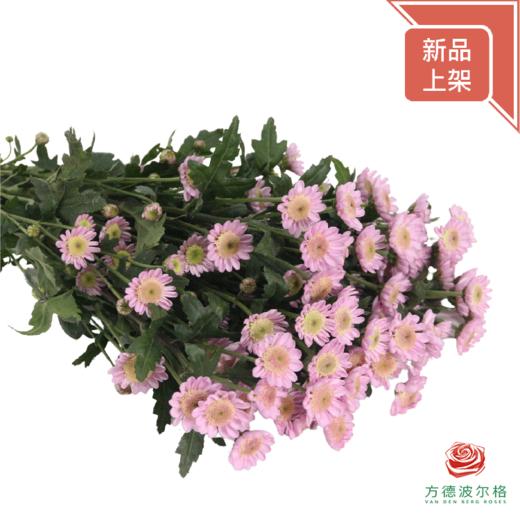 多头小菊 草莓奶昔 商品图0