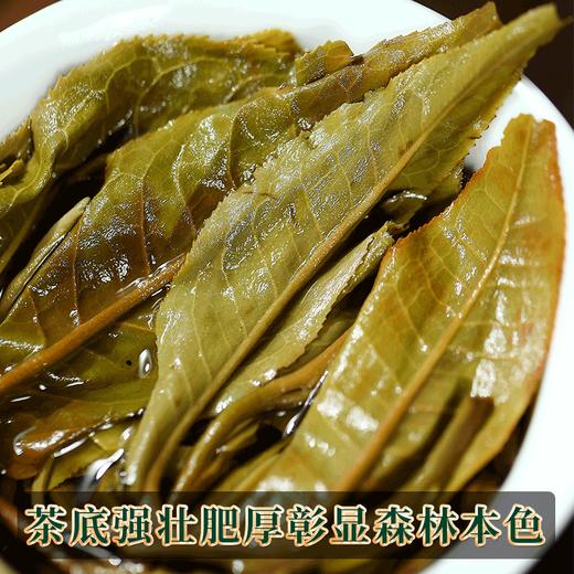 2023春茶 易武天门山古800古树头春茶普洱茶生茶357g饼茶茶叶 商品图5