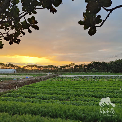 生态香菜 | 绿家自产*ecolaogical cilantro | Self-production 商品图5