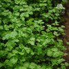 生态香菜（广州，一件包邮） | 绿家自产* ecological coriander | Self-production 商品缩略图0