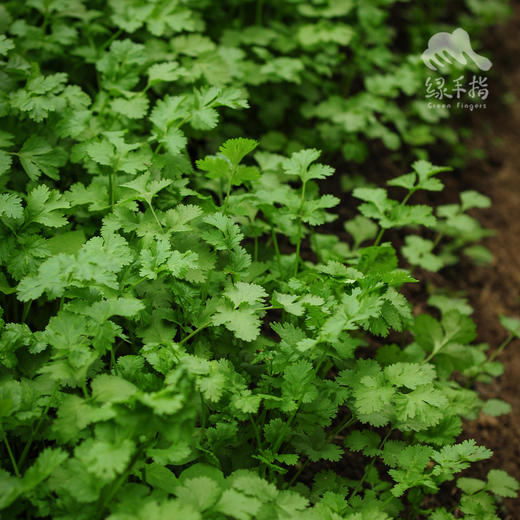 生态香菜（广州，一件包邮） | 绿家自产* ecological coriander | Self-production 商品图0