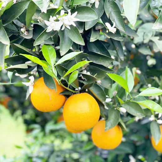 秭归伦晚帝王橙，汁水充沛，现摘现发，新鲜到家 商品图3