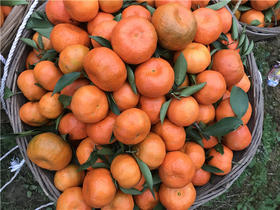 山河寻味第九年·川红橘丨浑身是宝的养生果