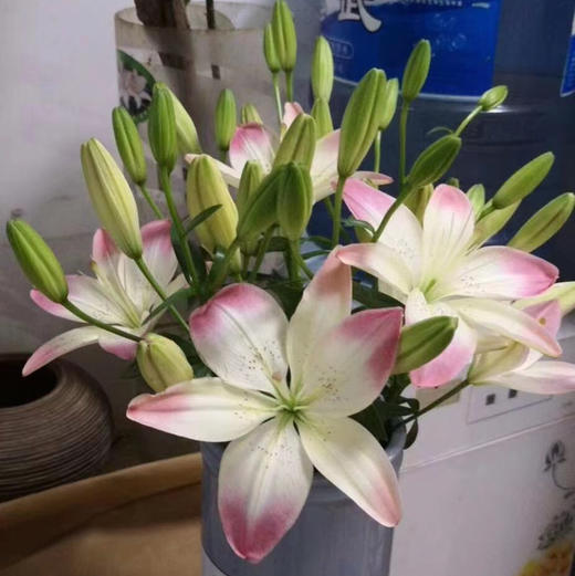 亚百合.萌萌哒 商品图1