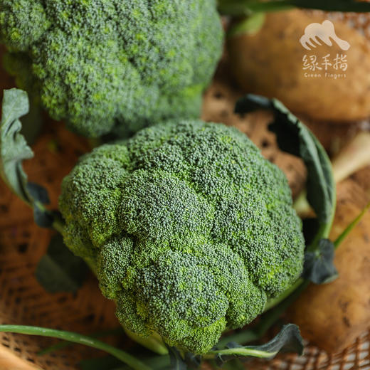 生态西兰花、花椰菜  |合作生产* Ecological Broccoli | Coproduction 商品图3