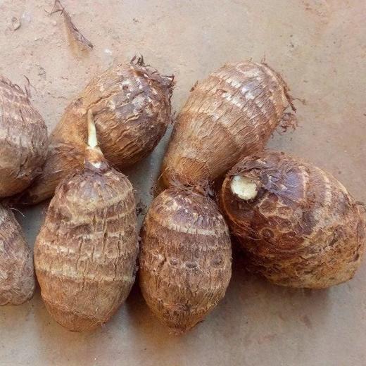 鸡蛋芋头·云南农友雪梅 商品图2