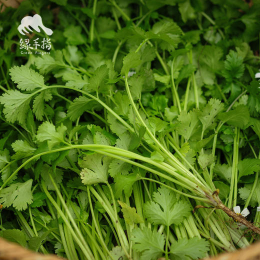 生态香菜 | 绿家自产*ecolaogical cilantro | Self-production 商品图0