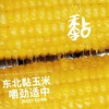 【全国包邮】吉林糯玉米10根/份 商品缩略图2