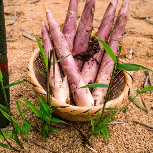 【产地直发】奉化·有机砻糠笋 从竹林到餐桌 现挖现发 雷笋 春笋 商品图1