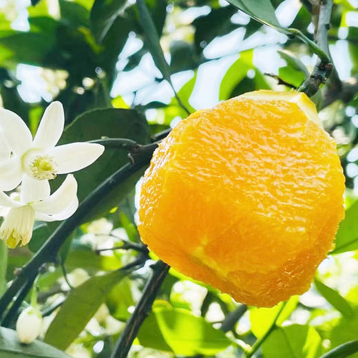 秭归伦晚帝王橙，汁水充沛，现摘现发，新鲜到家 商品图2