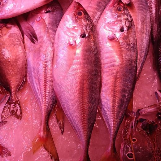 黄尾 鱼 商品图0