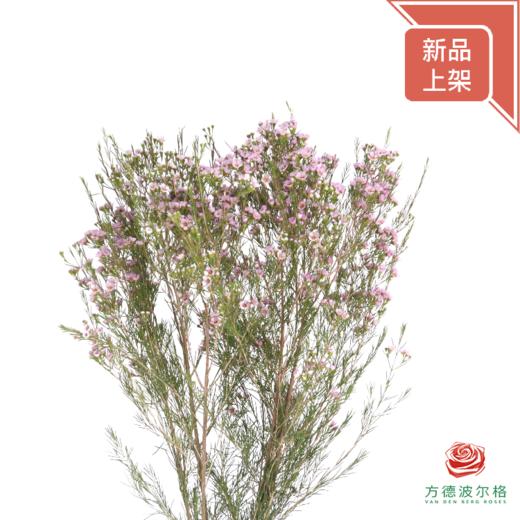 平头腊梅-粉色 商品图3