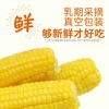 【全国包邮】吉林糯玉米10根/份 商品缩略图0
