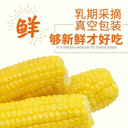 【全国包邮】吉林糯玉米10根/份 商品图0