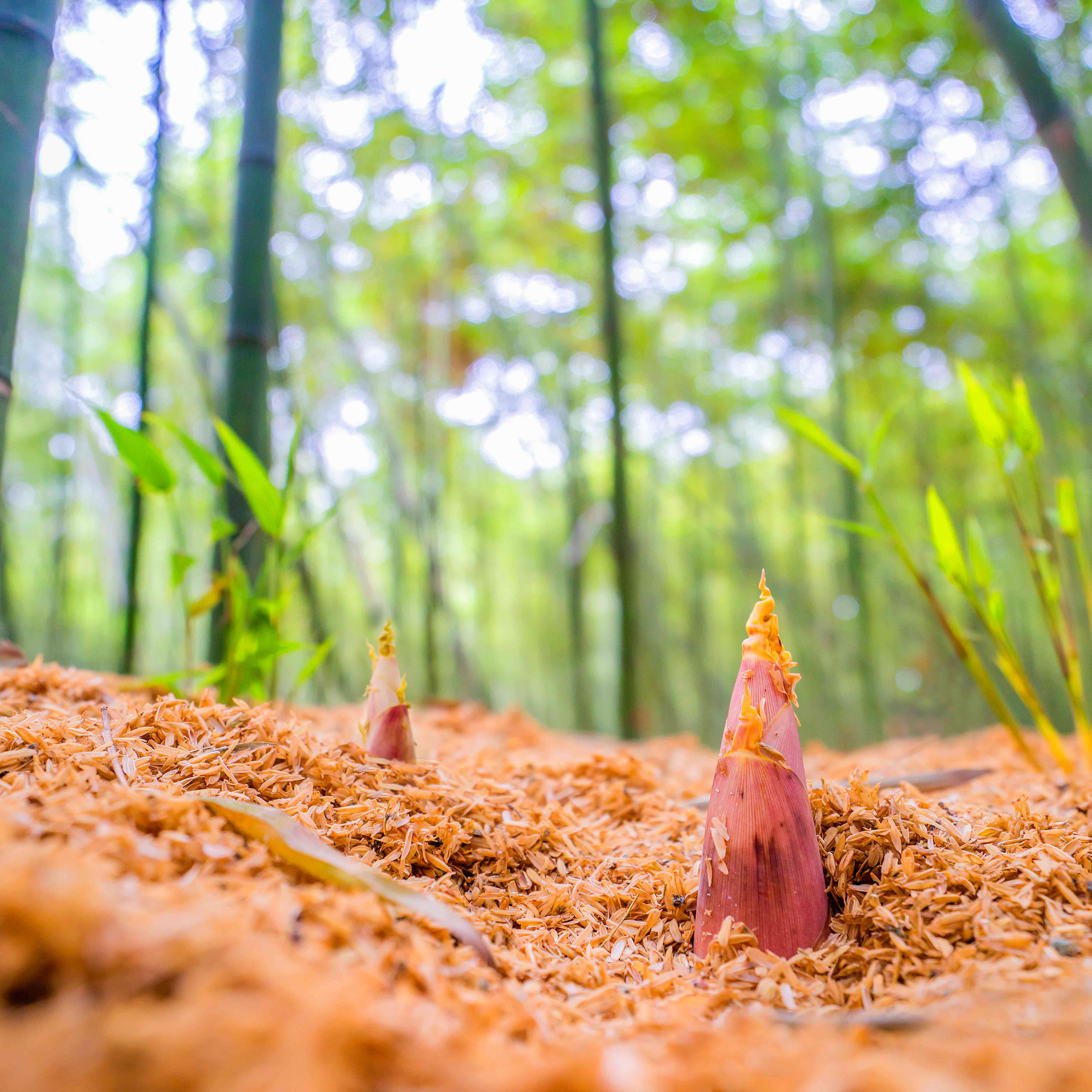 【产地直发】奉化·有机砻糠笋 从竹林到餐桌 现挖现发 雷笋 春笋