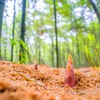 【产地直发】奉化·有机砻糠笋 从竹林到餐桌 现挖现发 雷笋 春笋 商品缩略图0