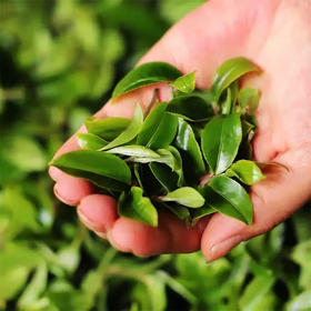 最是一年春好处，唯有春茶不可负