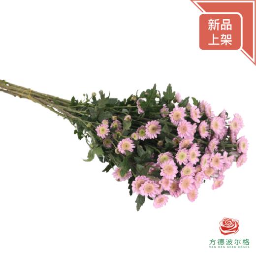 多头小菊 草莓奶昔 商品图3