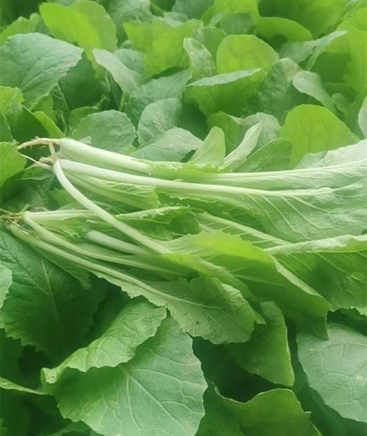 【新成熟福利】鸿翠园 鸿翠园 有机小白菜 商品图0