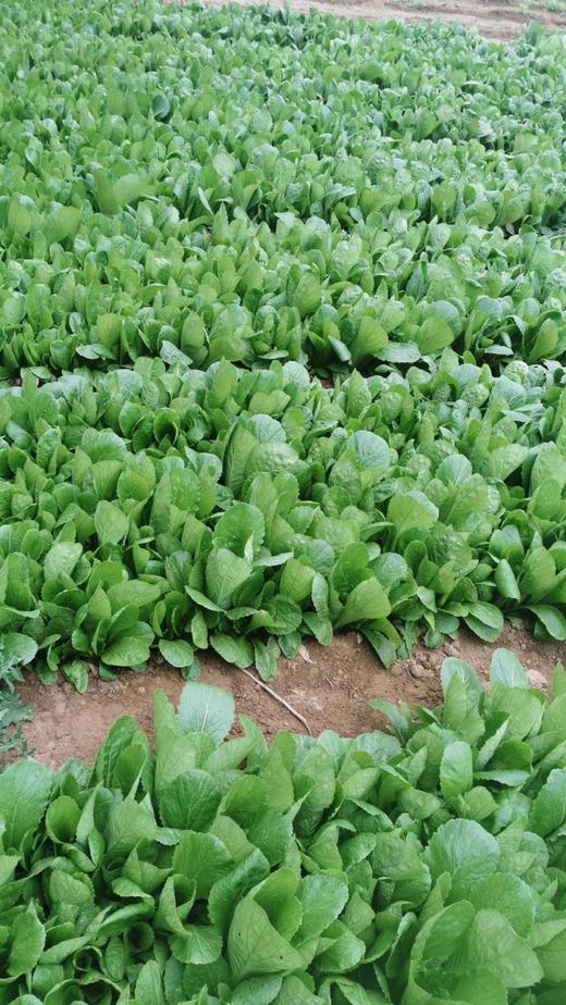 【新成熟福利】鸿翠园 鸿翠园 有机小白菜 商品图12