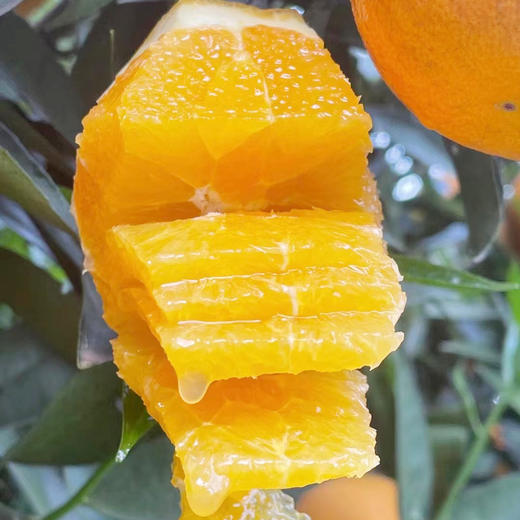 秭归伦晚帝王橙，汁水充沛，现摘现发，新鲜到家 商品图0