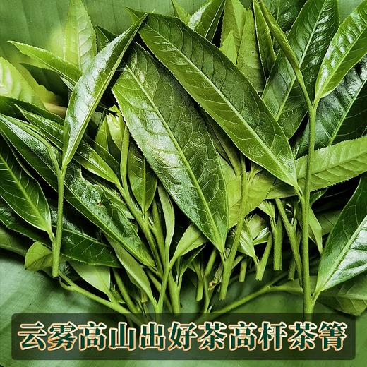 2023春茶 易武天门山古800古树头春茶普洱茶生茶357g饼茶茶叶 商品图4