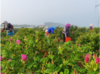 【推荐】酵素玫瑰花茶 、生态种植、人工除草、200多项农残检测 商品缩略图2