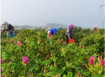【推荐】酵素玫瑰花茶 、生态种植、人工除草、200多项农残检测 商品图2