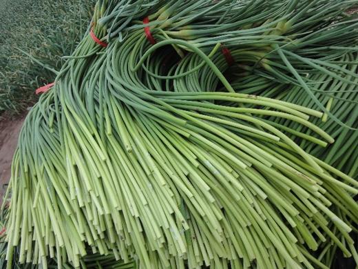 蒜苔新每公斤 商品图0