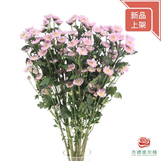 多头小菊 草莓奶昔 商品图1