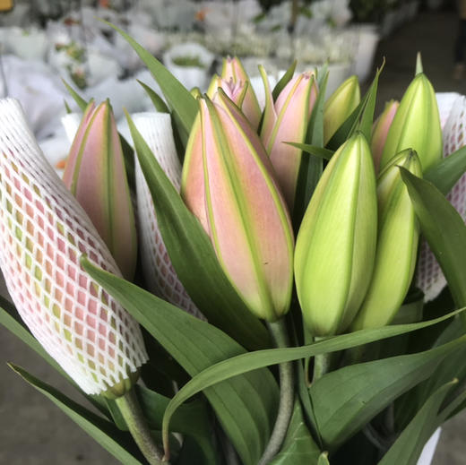 重瓣百合.代安娜 商品图3