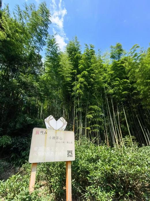 2023年正山小种 · 桐木关青楼传统烟熏工艺｜问山严选 明星茶 商品图2