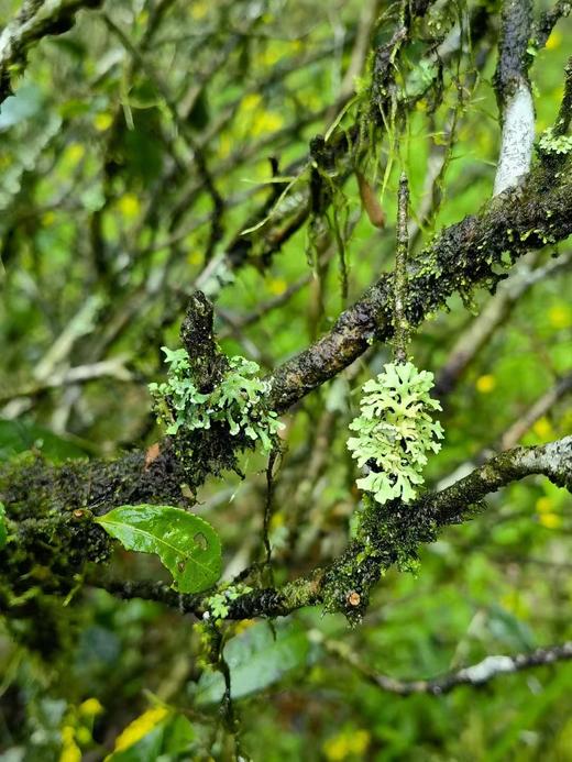 2023年正山小种 · 桐木关青楼传统烟熏工艺｜问山严选 明星茶 商品图3