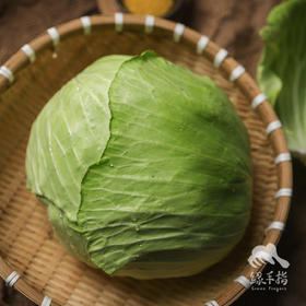 生态包菜 | 绿家自产*ecological cabbage | Self-production