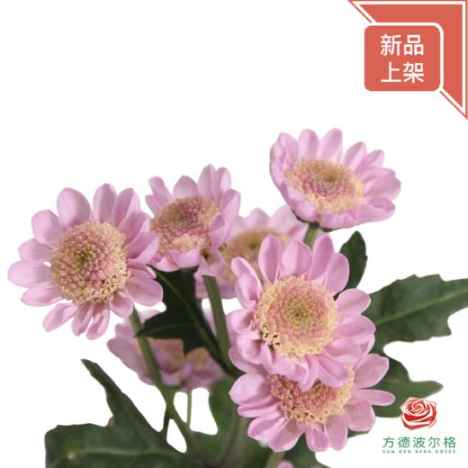 多头小菊 草莓奶昔 商品图2