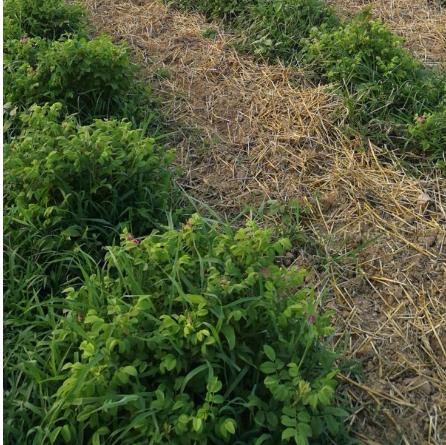 【推荐】酵素玫瑰花茶 、生态种植、人工除草、200多项农残检测 商品图3