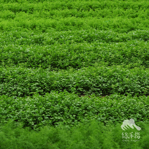 生态香菜 | 绿家自产*ecolaogical cilantro | Self-production 商品图4