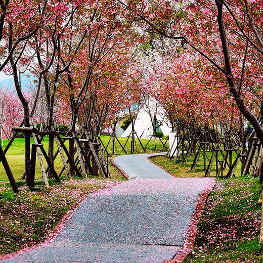福建鲤鱼洲酒店-赏花/观鸟/国宾馆探索之旅 商品图2