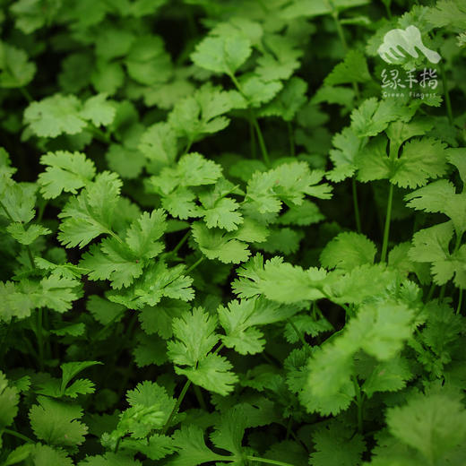 生态香菜（广州，一件包邮） | 绿家自产* ecological coriander | Self-production 商品图1